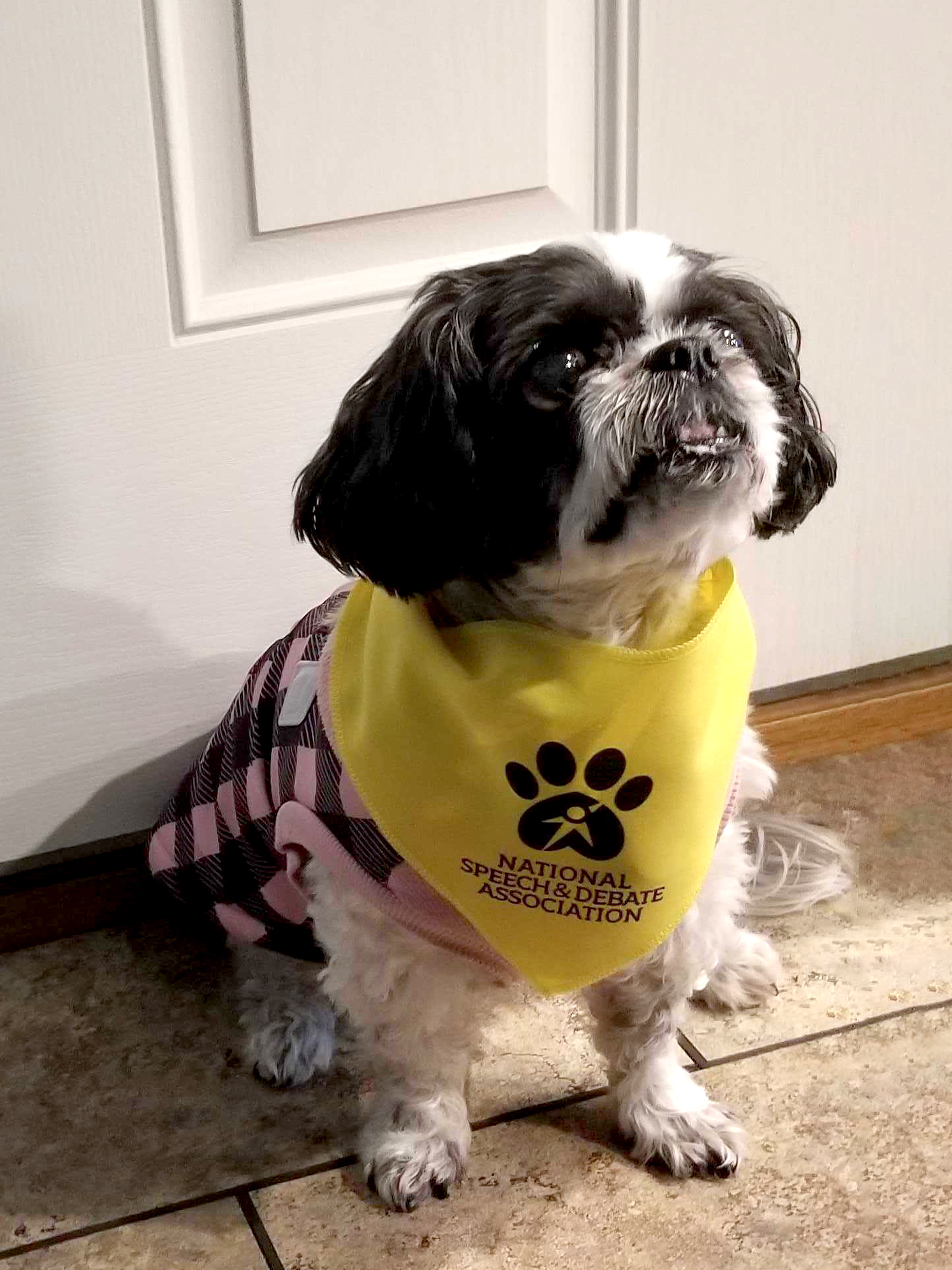 Paw print hotsell bandana